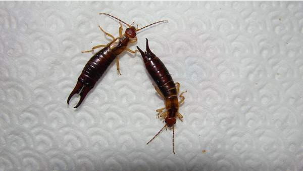 How To Get Rid Of Earwigs In Florida Pest Control Tips And Advice