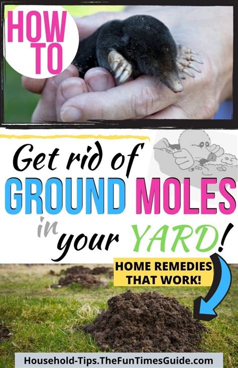 How To Get Rid Of Moles In Your Yard The Ultimate Guide To Ground Mole