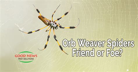 How To Get Rid Of Orb Spiders In Florida? Fast Solutions