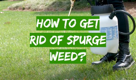 How To Get Rid Of Spurge Weed Grass Killer