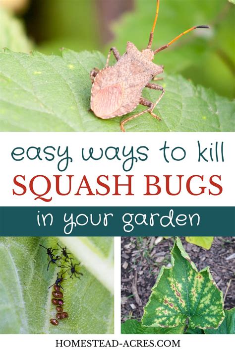 How To Get Rid Of Squash Bugs