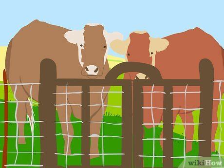 How To Graze Cattle On Pasture 6 Steps With Pictures Wikihow Pet