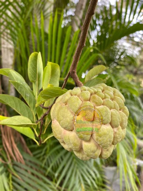 How To Grow A Sugar Apple Tree In Florida Garden Florida