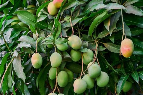 How To Grow And Care For A Mango Tree