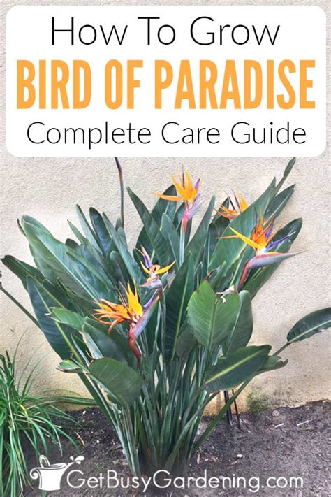 How To Grow And Care For Bird Of Paradise