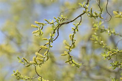 How To Grow And Care For Corkscrew Willow