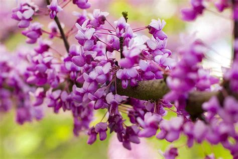 How To Grow And Care For Oklahoma Redbud Trees