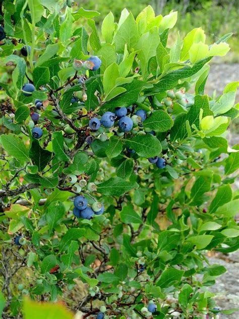 How To Grow And Care Organic Blueberry Plants In The Garden