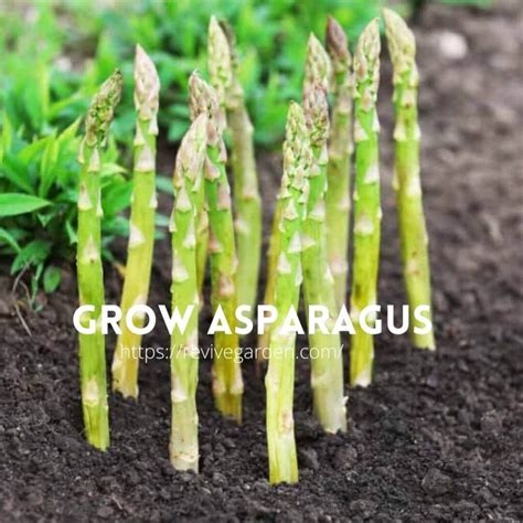 How To Grow Asparagus From Scraps The Easiest Way