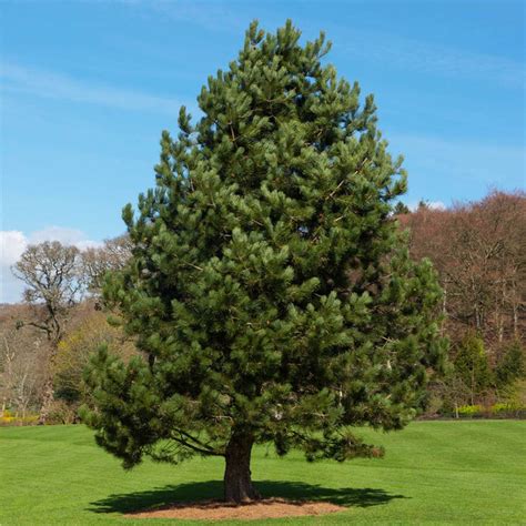 How To Grow Austrian Pine Tree Colostate Edu