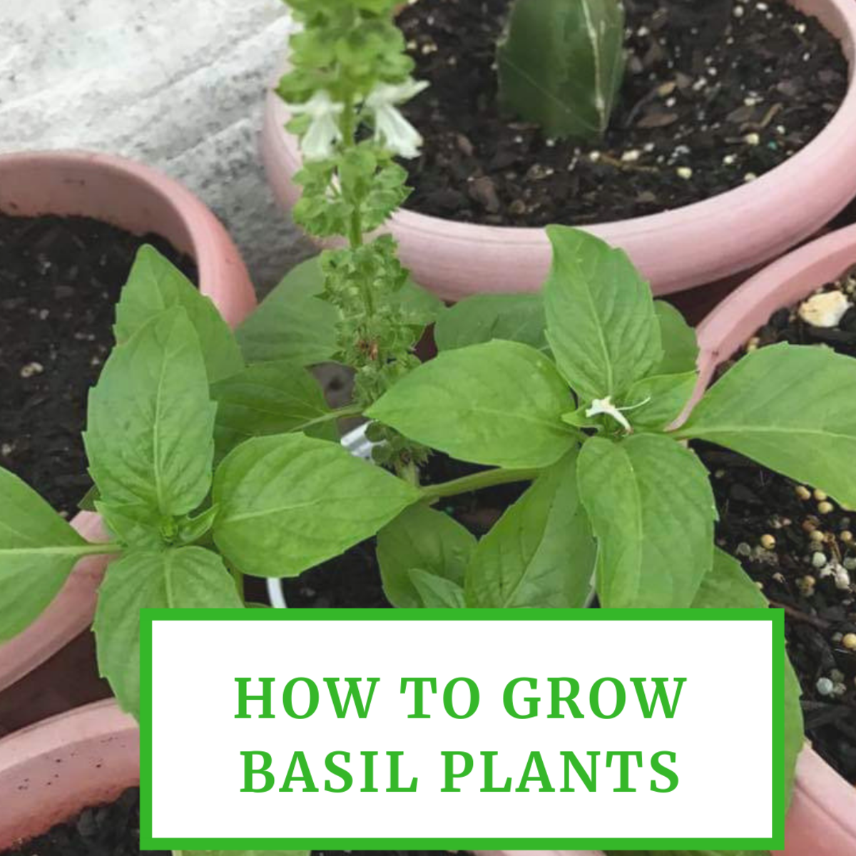 How To Grow Basil Growing Basil Plants In Your Herb Garden Basil