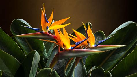 How To Grow Bird Of Paradise 5 Expert Care Tips Homes Gardens