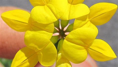 How To Grow Birds Foot Trefoil? A Simple Solution