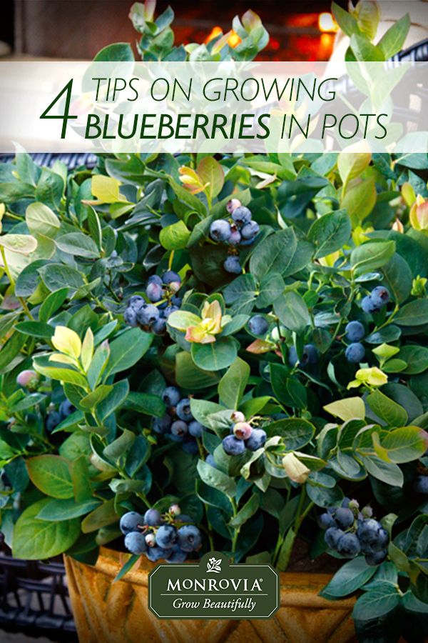 How To Grow Blueberries In Pots And Containers The Garden Of Eaden