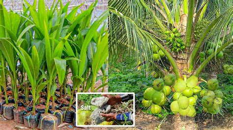 How To Grow Coconut Tree To Make It Short Youtube