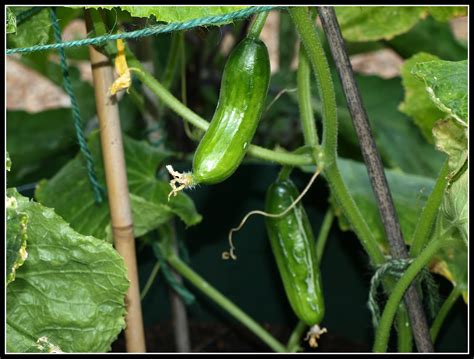 How To Grow Cucumbers The Garden Of Eaden