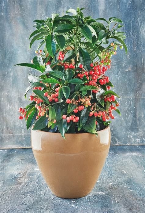 How To Grow Dwarf Burford Holly? Success Secrets