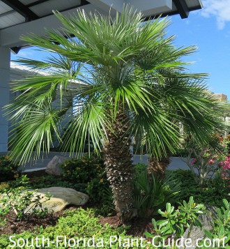 How To Grow European Fan Palm? Easy Guide