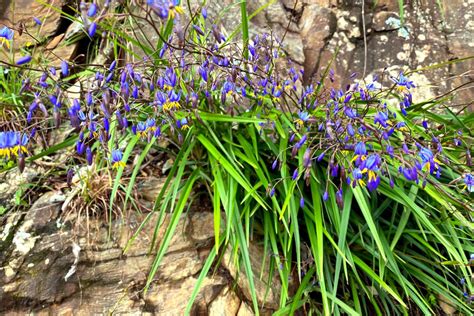 How To Grow Flax Lily? Easy Maintenance Guide