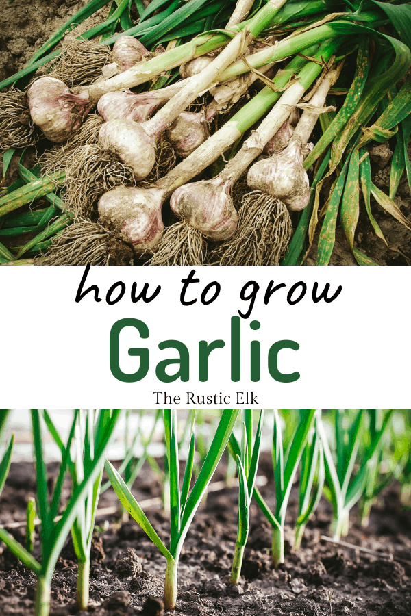 How To Grow Garlic Guide To Planting Harvesting And Growing Garlic