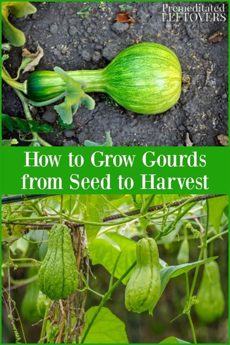 How To Grow Gourds? Easy Tips Inside