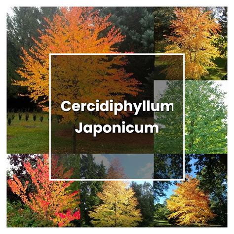 How To Grow Katsura Tree? Cercidiphyllum Japonicum Tips