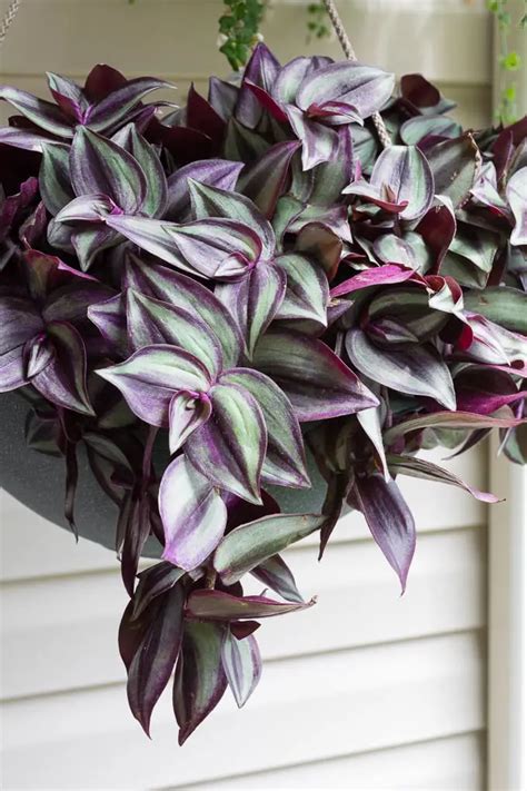 How To Grow Lush And Vibrant Wandering Jew Plants The Ultimate Guide