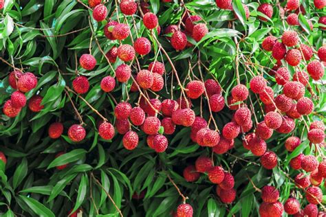 How To Grow Lychee Trees For Fruit