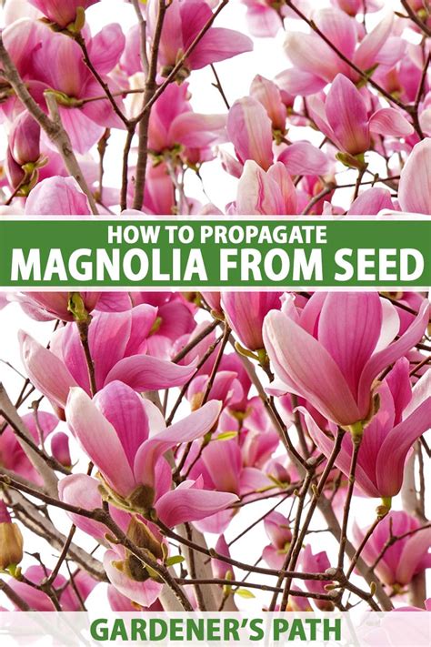 How To Grow Magnolia Tree Planting Propagation Care Diseases