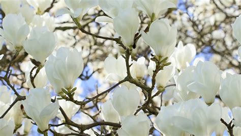 How To Grow Magnolias Yates