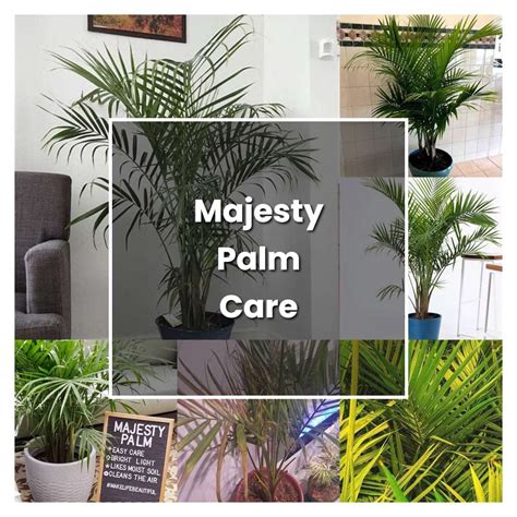 How To Grow Majesty Palm Plant Care Tips Norwichgardener