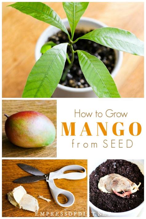 How To Grow Mango From Seed Easy Method Empress Of Dirt