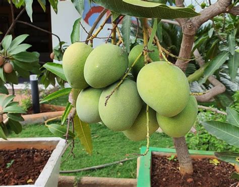 How To Grow Mangoes From Seed Homes Gardens