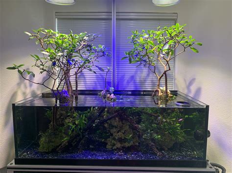 How To Grow Mangroves In Freshwater Aquariumia