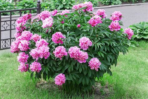 How To Grow Peonies