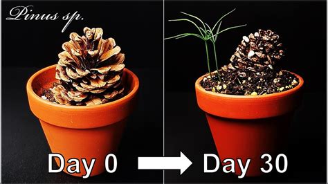 How To Grow Pine Cone Lily Easy Guide Black Atlantic