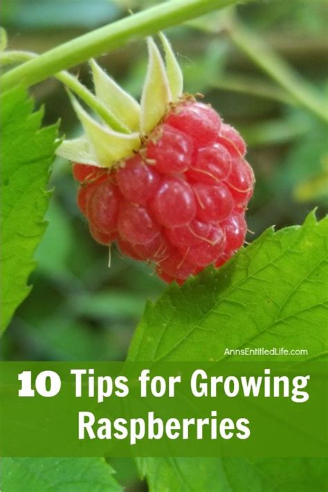 How To Grow Raspberries? Easy Tips