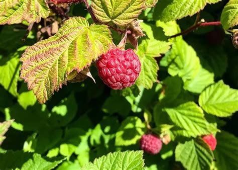 How To Grow Raspberries Homestead Acres