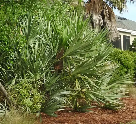 How To Grow Saw Palmetto Palm Tree? Care Tips