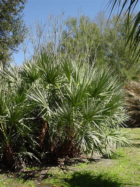 How To Grow Saw Palmetto Palm Tree Serenoa Repens