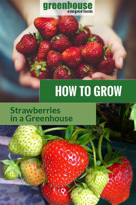 How To Grow Strawberries In A Greenhouse Greenhouse Emporium