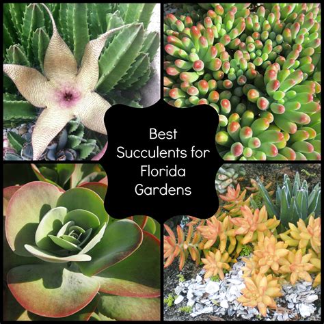 How To Grow Succulents In Florida? Simple Tips