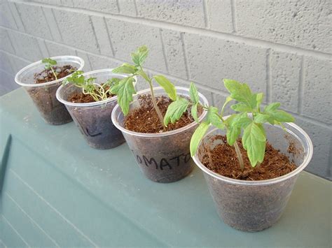 How To Grow Tomatoes From Seed Indoors Phoenix Voyage