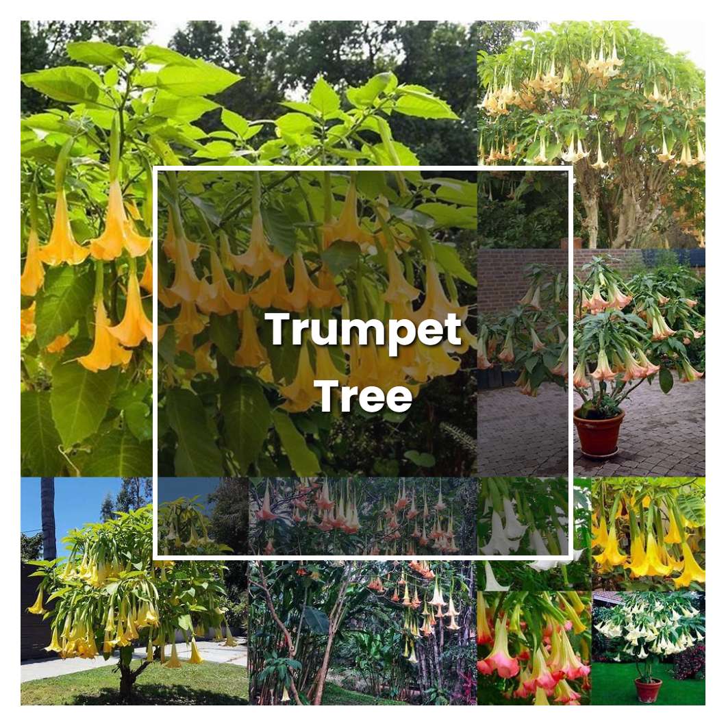 How To Grow Trumpet Tree Plant Care Tips Norwichgardener