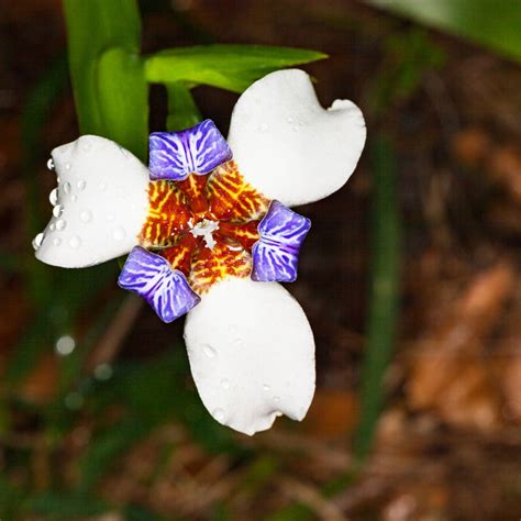 How To Grow Walking Iris Plant Successfully