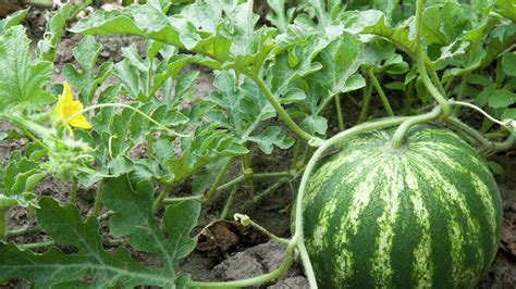 How To Grow Watermelon Plant