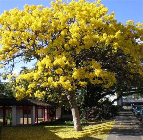 How To Grow Yellow Trumpet Tree? Easy Guide