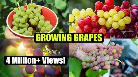 How To Growing Grapes How To Growing Grapes Youtube