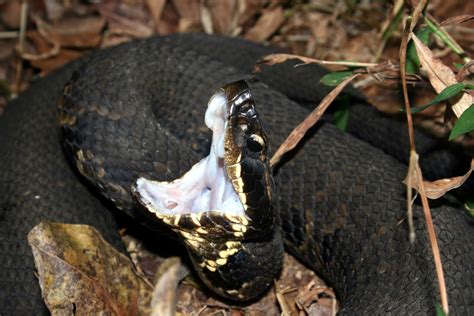 How To Identify A Baby Cottonmouth Snake 16 Helpful Photos