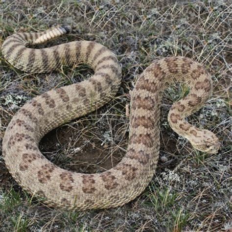 How To Identify Alberta Snakes? Guide Inside